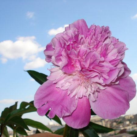 Bujor(Mihaela)